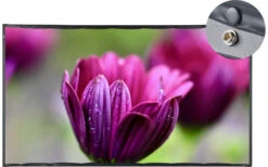 Celexon Baic Line Mobile Rahmenleinwand 177 X 99 Cm -Dometic Verkäufe 324641 2653483